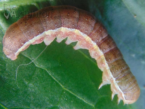 Agrochola lychnidis