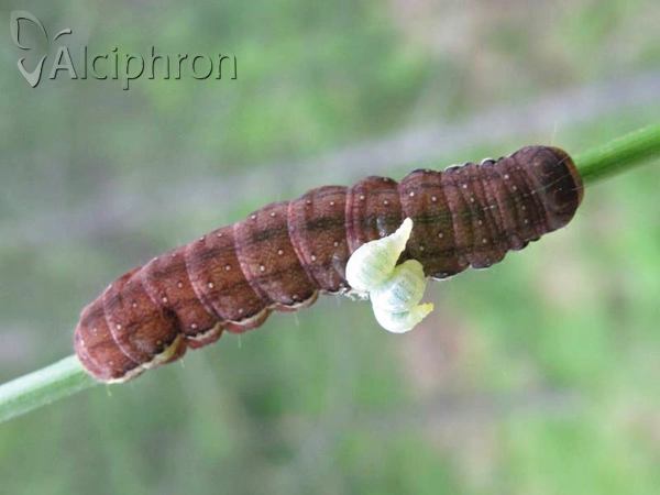 Agrochola lychnidis