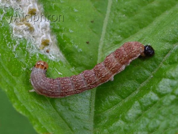 Agrochola lychnidis