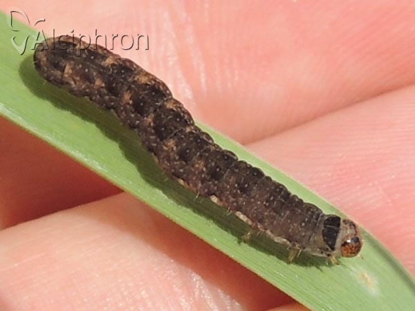 Agrochola nitida