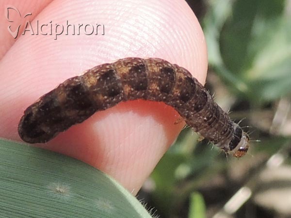 Agrochola nitida