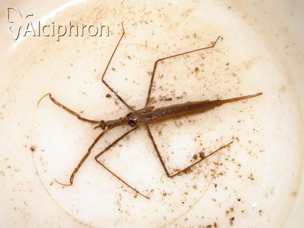 Ranatra linearis