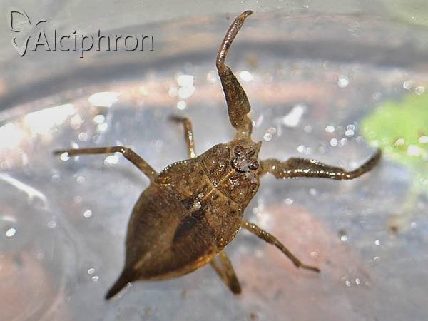 Nepa cinerea