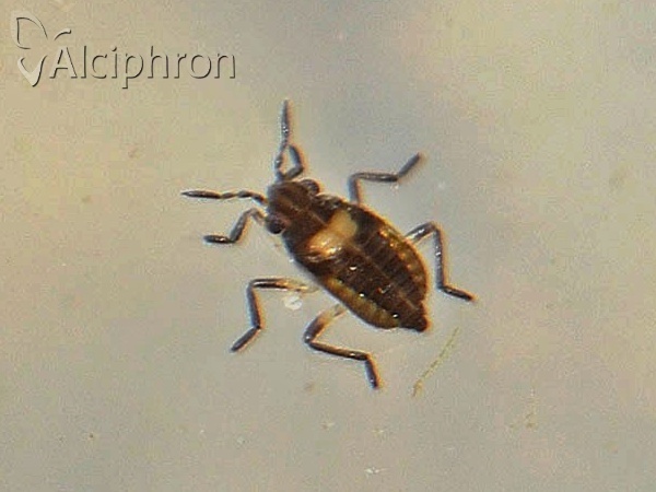 Microvelia reticulata