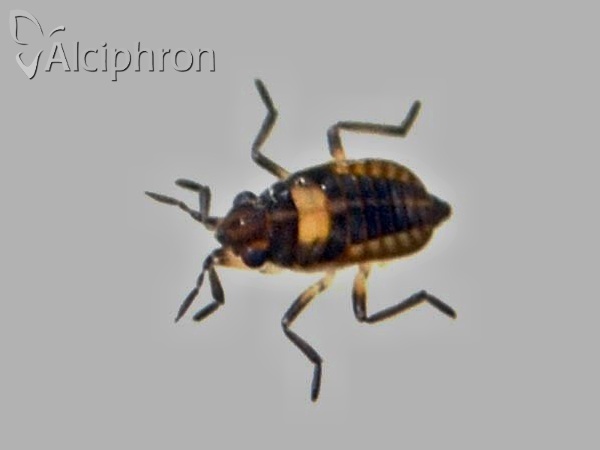 Microvelia reticulata