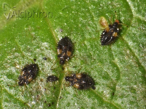 Dictyla humuli