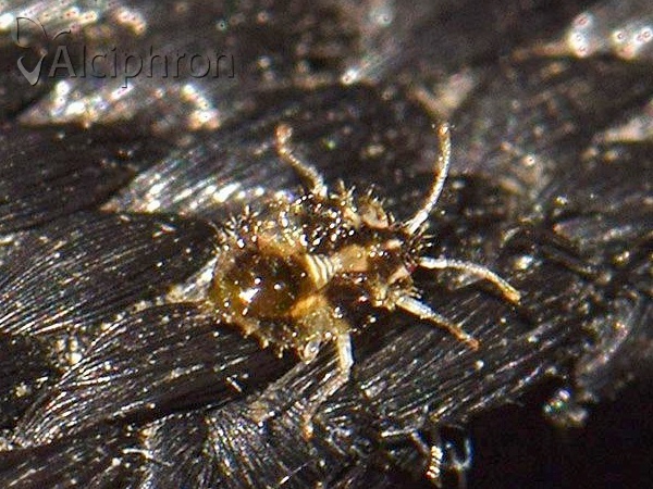 Corythucha arcuata