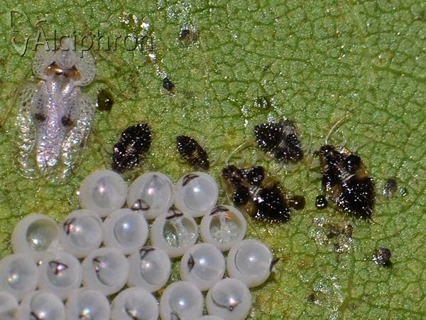 Corythucha ciliata