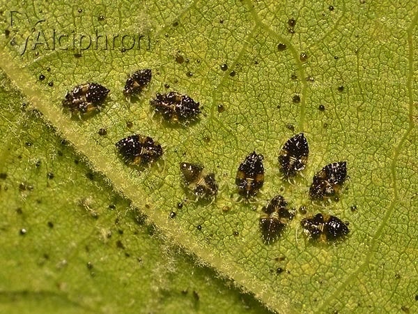 Corythucha ciliata