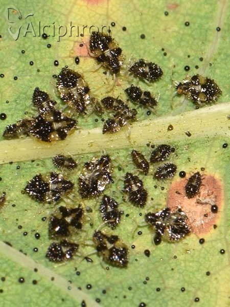 Corythucha ciliata