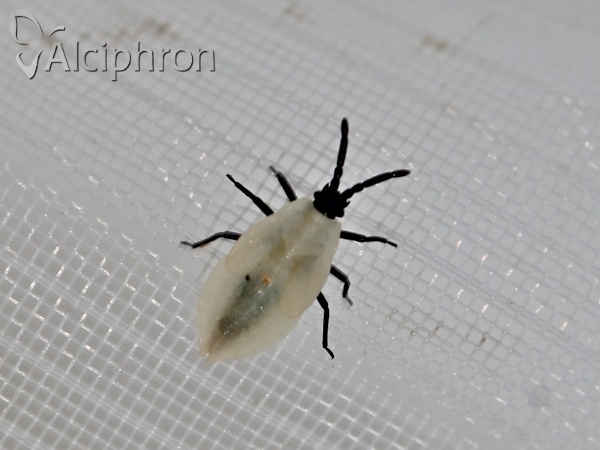 Catoplatus carthusianus