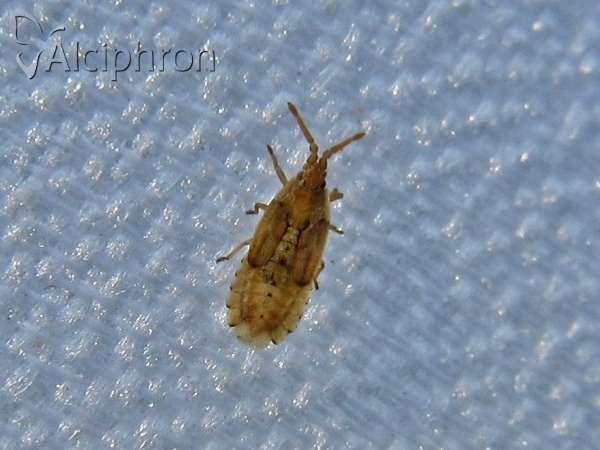 Agramma atricapillum