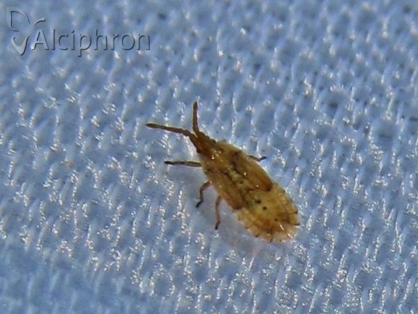 Agramma atricapillum