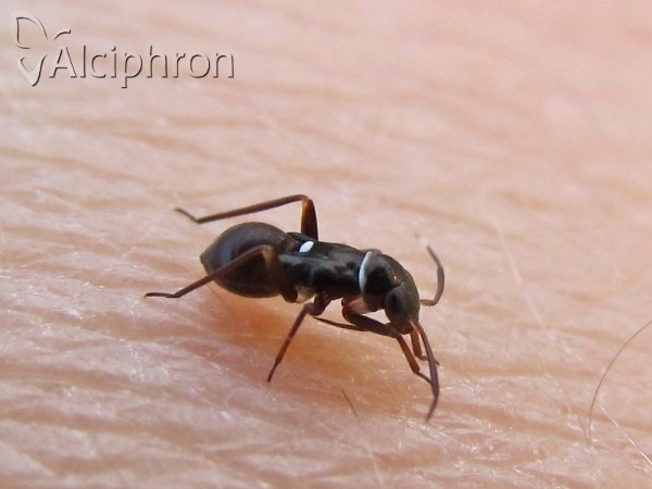 Pilophorus perplexus