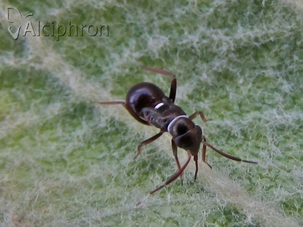 Pilophorus perplexus