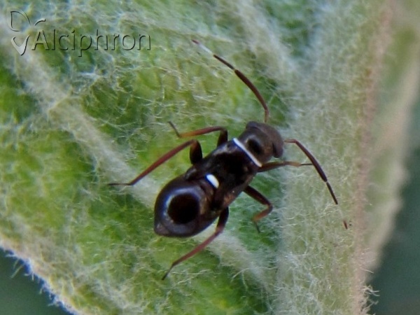 Pilophorus perplexus