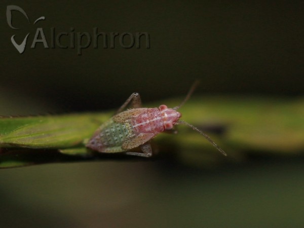 Solenoxyphus fuscovenosus