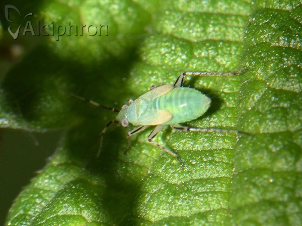 Plagiognathus arbustorum