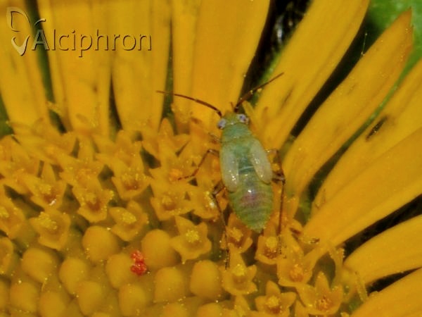 Plagiognathus chrysanthemi