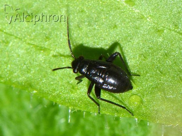 Orthocephalus saltator