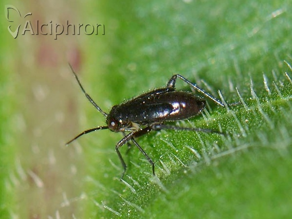 Orthocephalus saltator