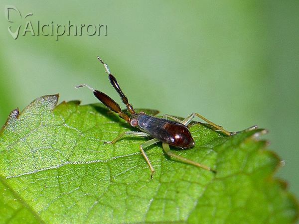 Heterotoma merioptera