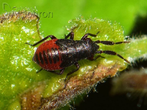 Heterocordylus tumidicornis