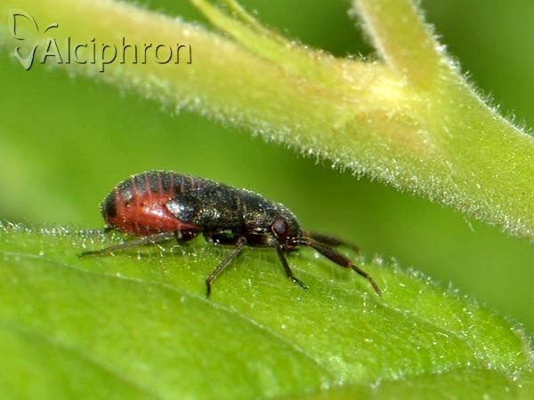 Heterocordylus tumidicornis