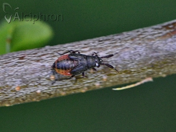 Heterocordylus tumidicornis
