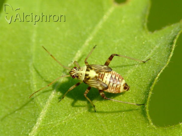 Rhabdomiris striatellus
