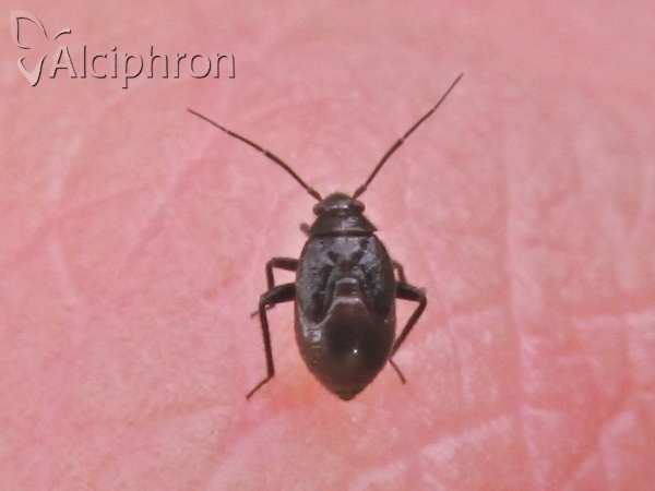 Polymerus nigrita