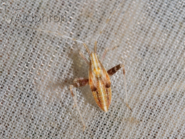 Phytocoris insignis