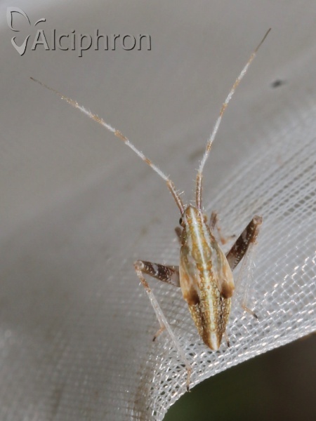 Phytocoris insignis
