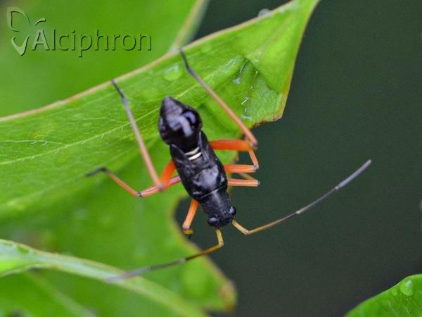 Miris striatus