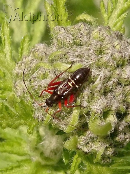 Miris striatus
