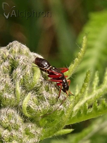 Miris striatus