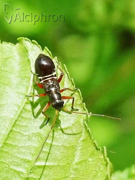 Miris striatus