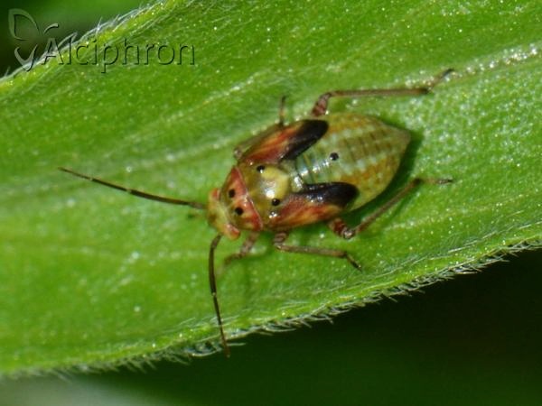 Lygus pratensis