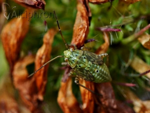 Lygus rugulipennis
