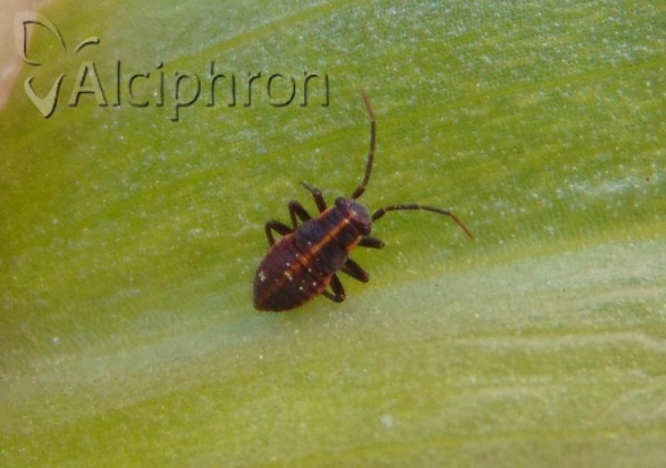 Horistus infuscatus