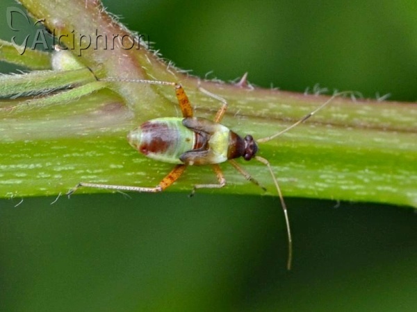 Closterotomus fulvomaculatus
