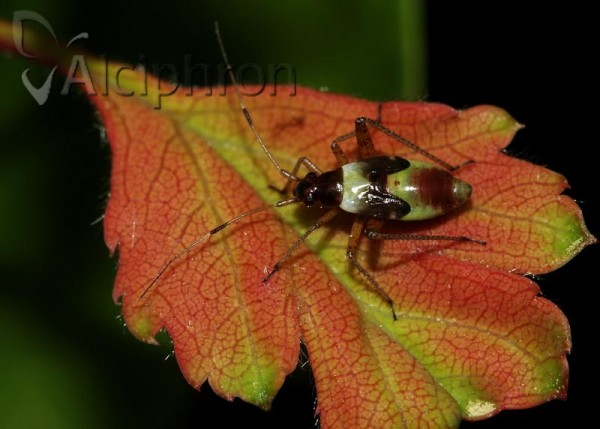 Closterotomus fulvomaculatus