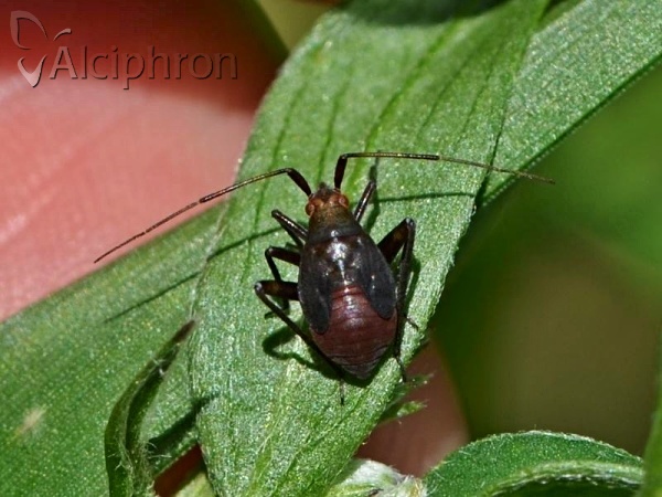 Closterotomus vicinus