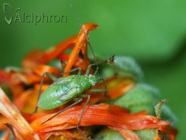 Calocoris affinis