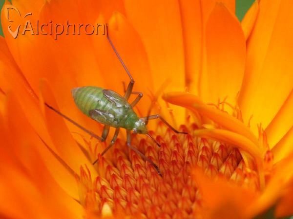 Calocoris affinis
