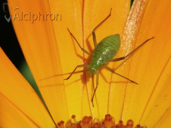 Calocoris affinis