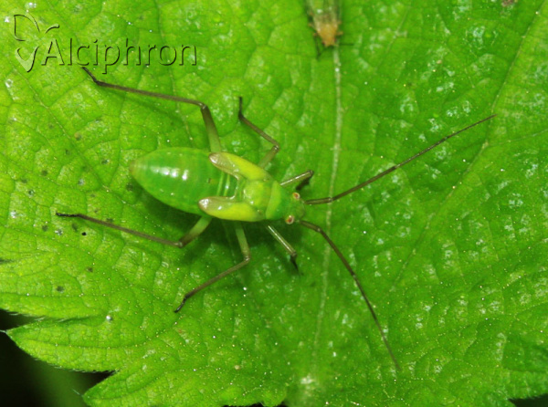 Calocoris affinis