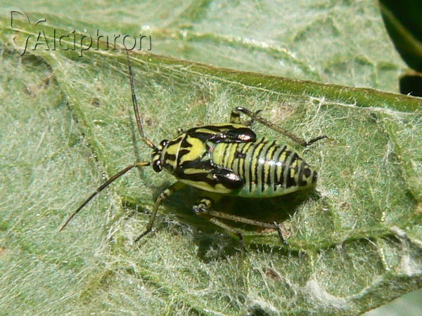 Brachycoleus decolor