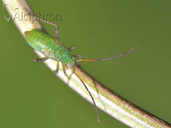 Adelphocoris lineolatus