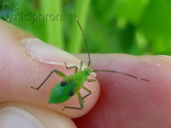 Adelphocoris lineolatus